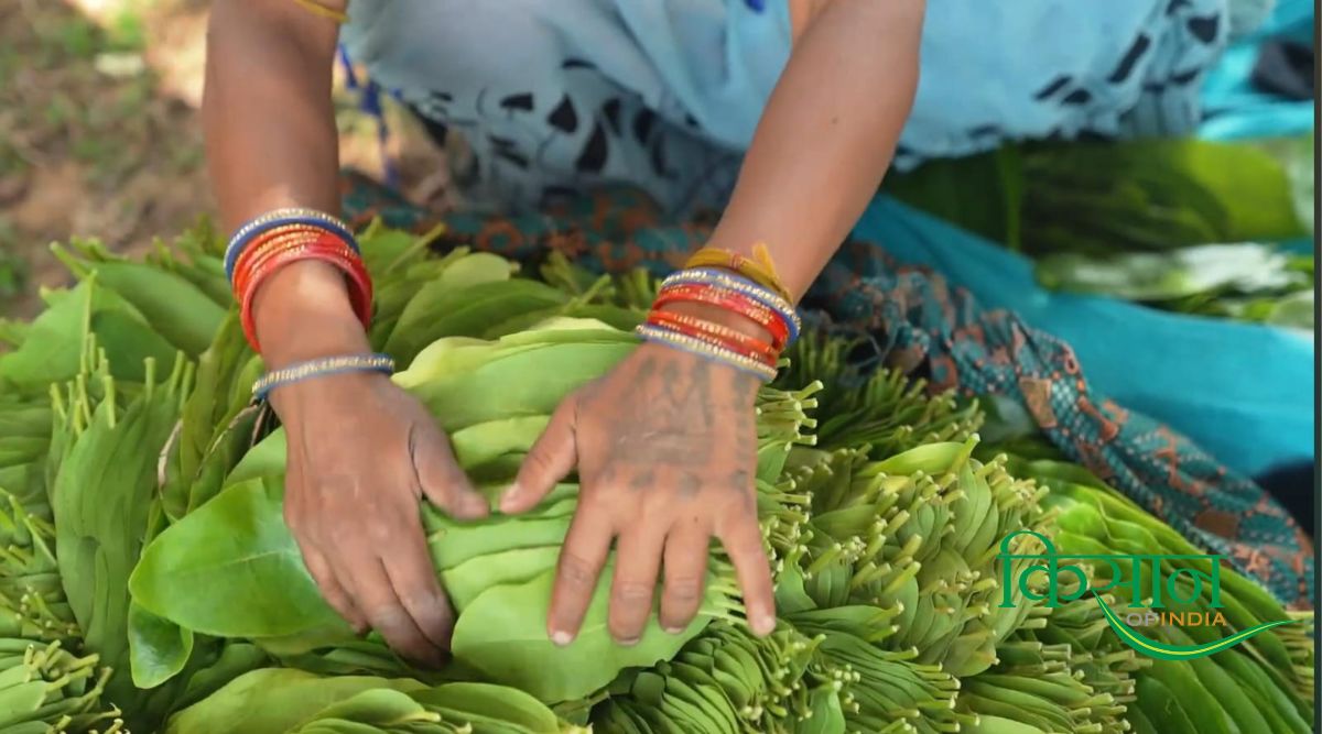 Tendu Patta - तेंदू पत्ता