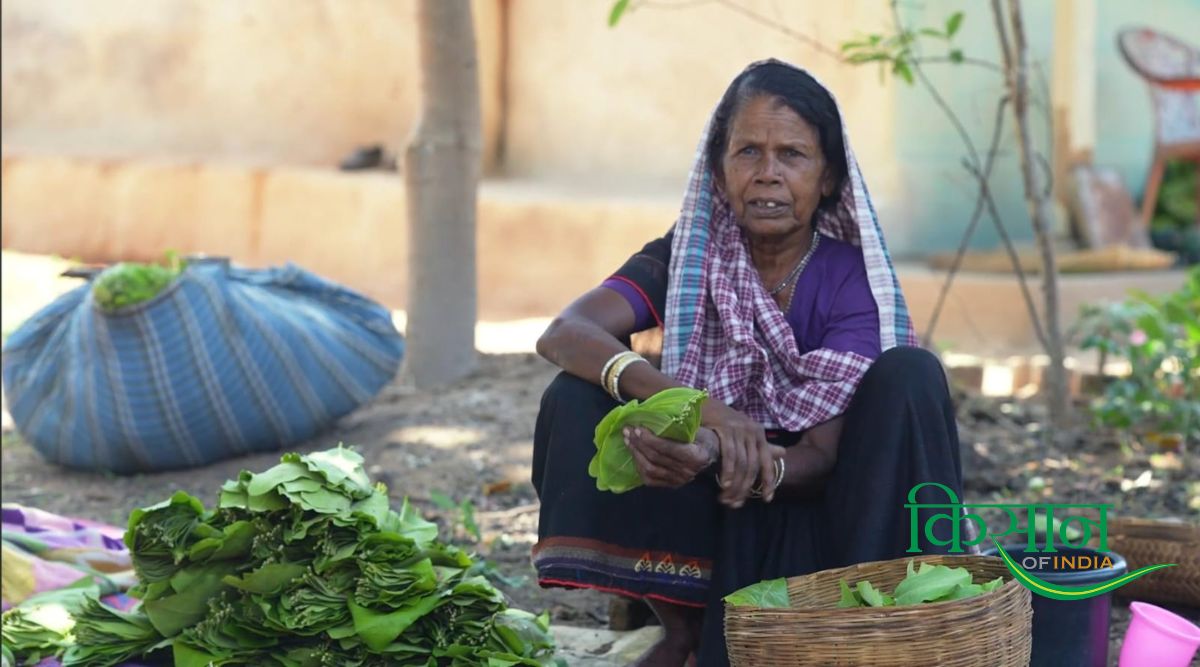 तेंदुपत्ता की खेती(5)