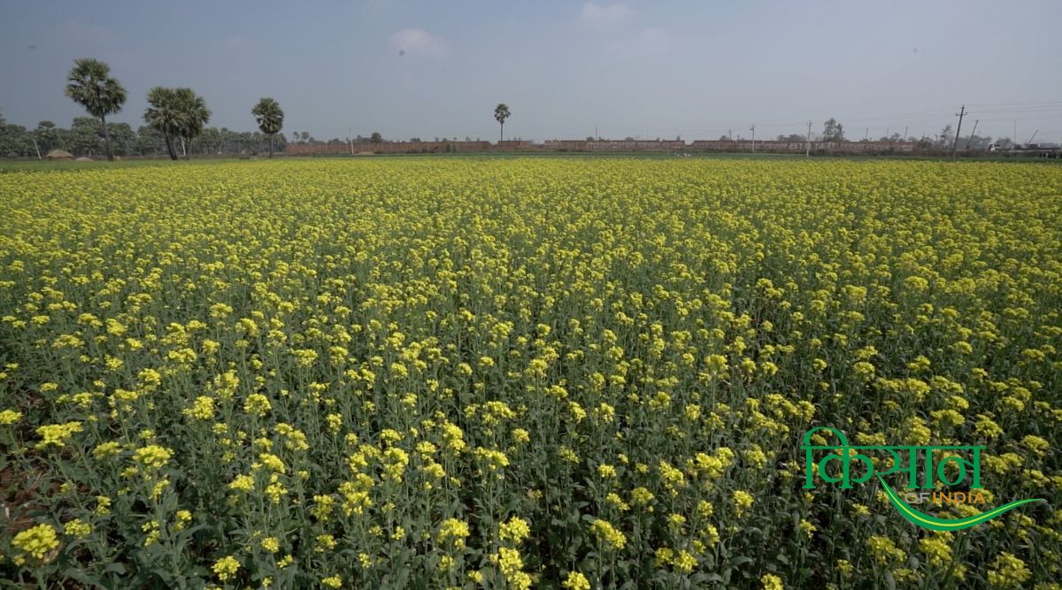 रबी फसल (Rabi crop)