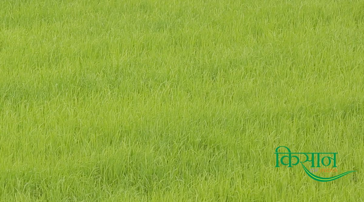 रबी फसल (Rabi crop)