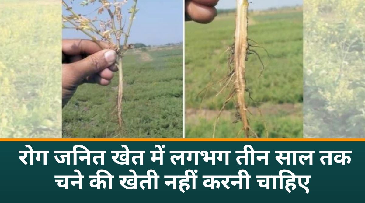 चने की खेती (2)