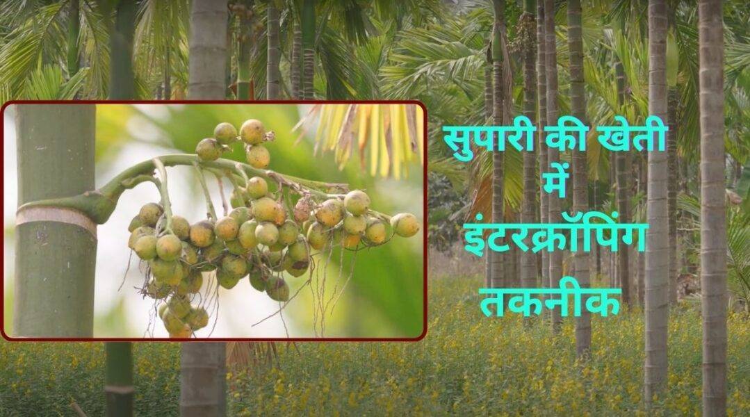 Arecanut Cultivation सुपारी की खेती intercropping technique