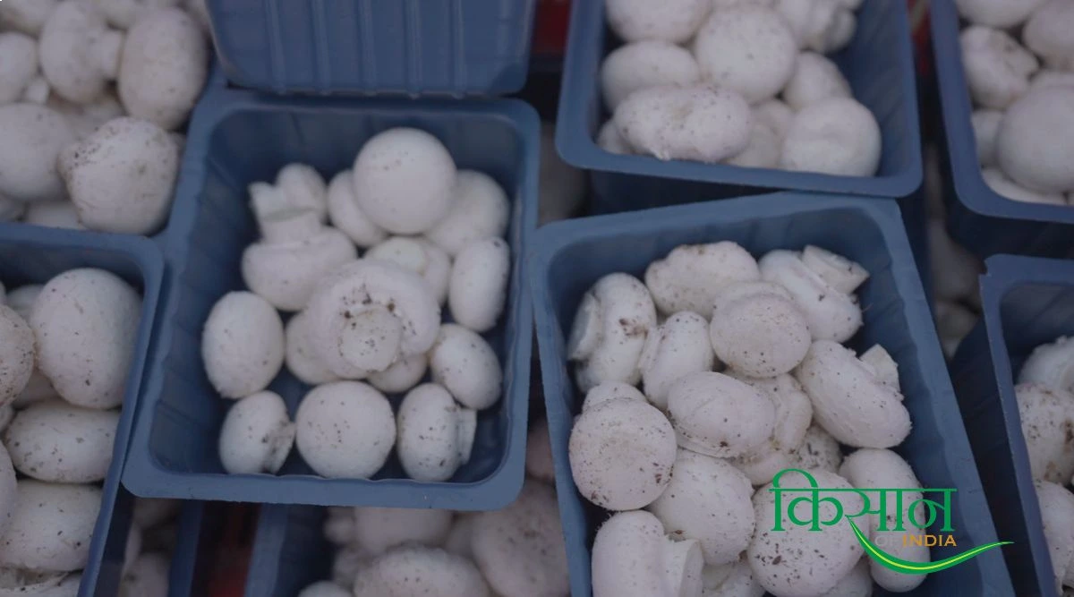 Mushroom Farming