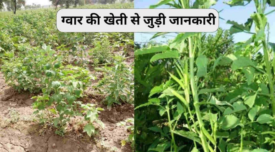 Guar Cultivation ग्वार की उन्नत खेती