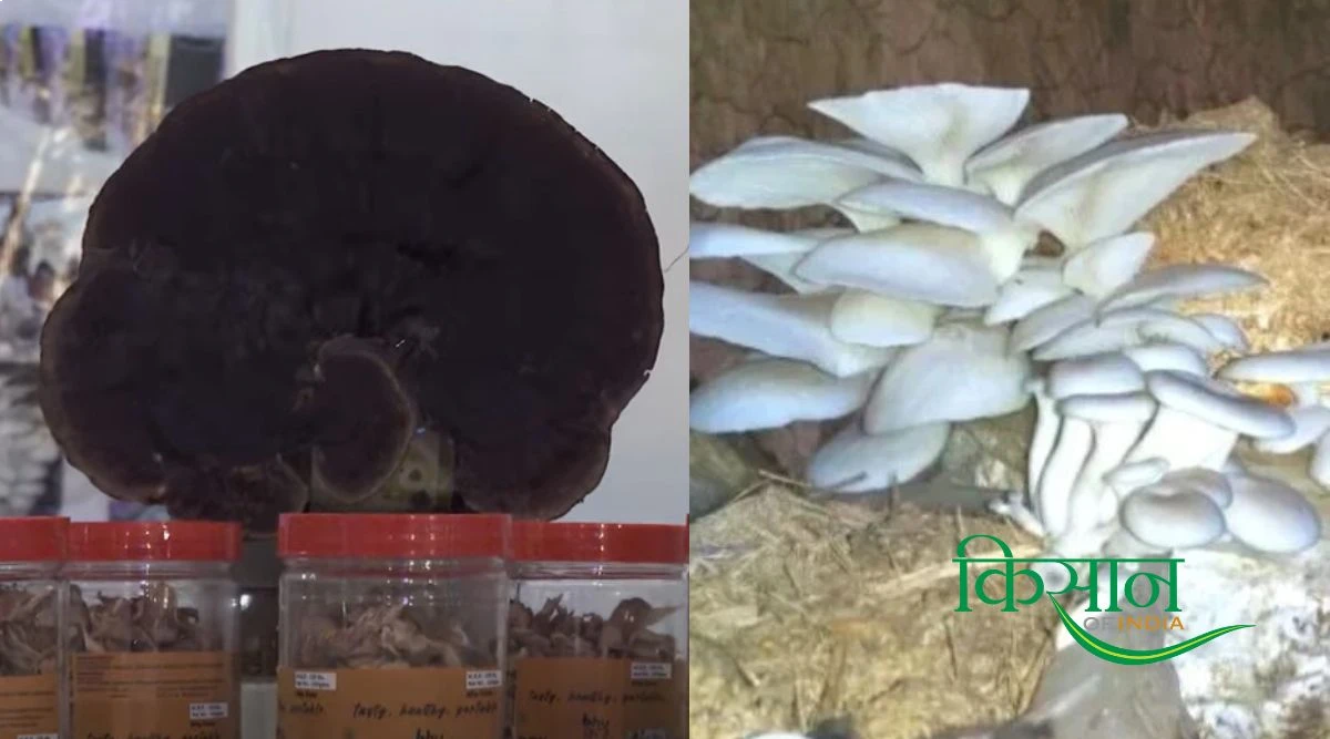 Mushroom Farming.