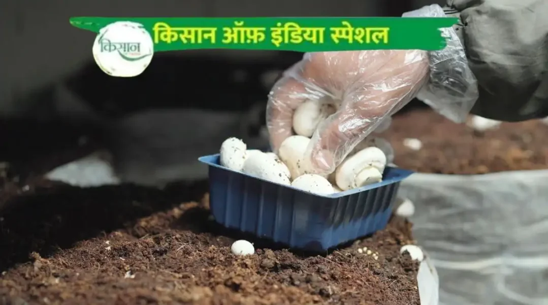 Mushroom Farming Business Plan मशरूम की खेती