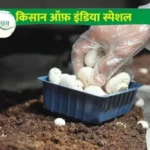 Mushroom Farming Business Plan मशरूम की खेती