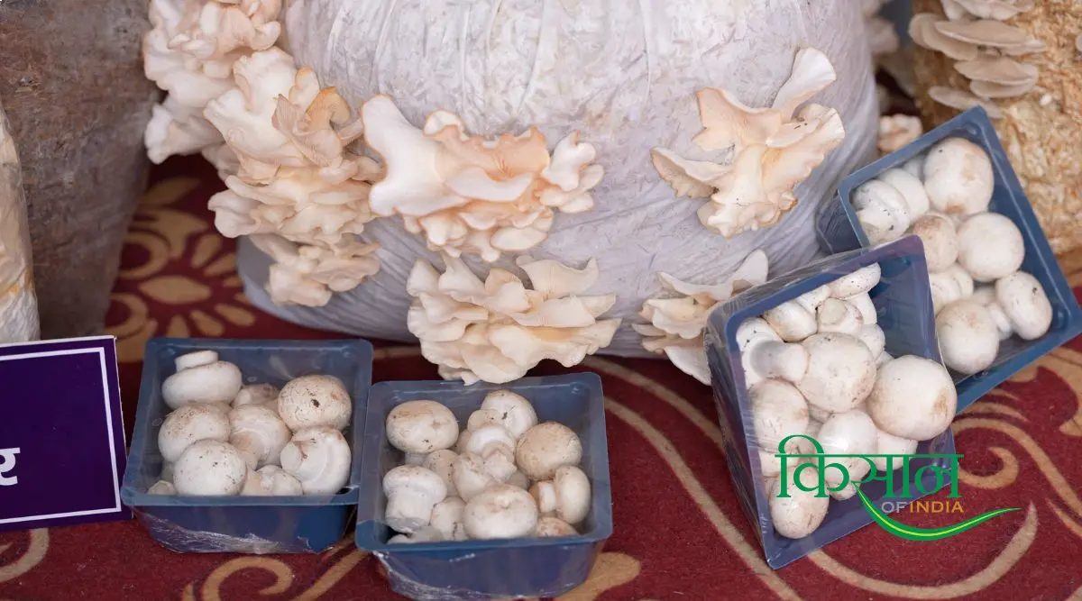 Mushroom Farming