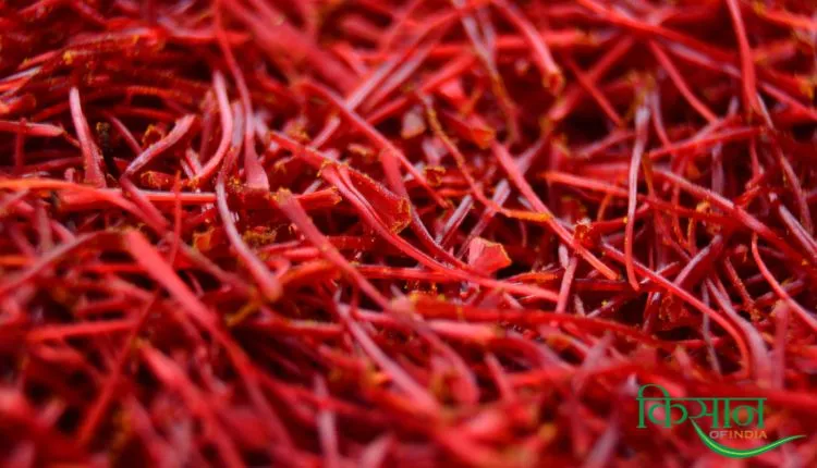 Saffron Farming Information Guide केसर की खेती 3