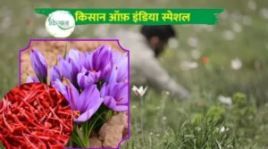Saffron Farming Information Guide केसर की खेती 6