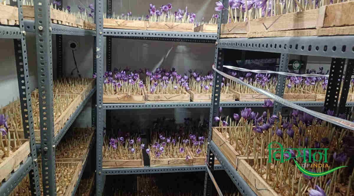 Saffron Farming Information Guide केसर की खेती