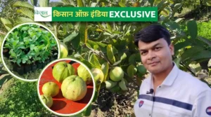 Papaya Cultivation : पपीते की वैज्ञानिक खेती ने बनाया आदिवासी किसानों का जीवन बेहतर, रूपवंती दीदी ने सीखा और बदला समीकरण