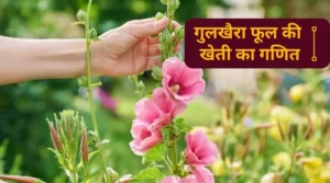 गुलखैरा-फूल-की-खेती-का-गणित gulkhaira-cultivation
