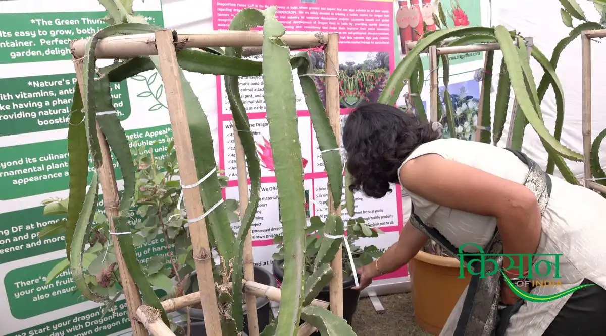 ड्रैगन फ़्रूट की खेती (Dragon Fruit) 5