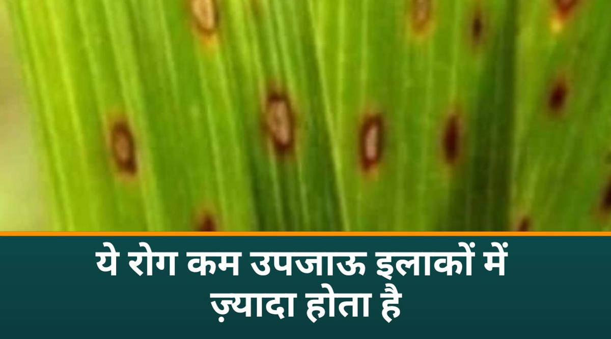 धान की खेती paddy farming 2