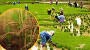 धान की खेती paddy farming