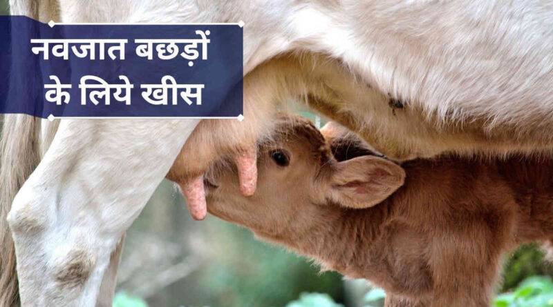 नवजात बछड़े को खीस पिलाना 1 khees for calves