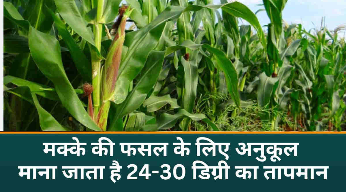 मक्के की खेती maize cultivation 2