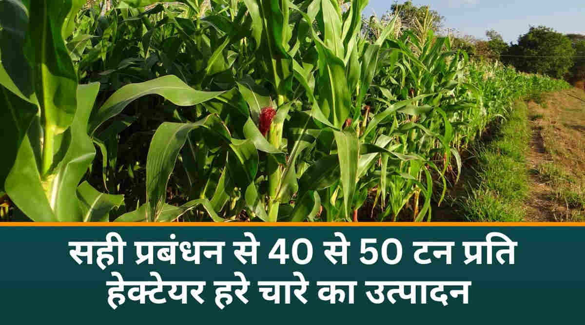 मक्के की खेती maize cultivation 3