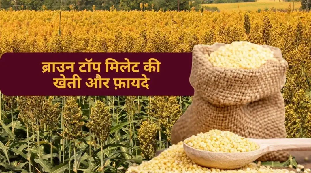 Brown Top Millet Farming ब्राउन टॉप मिलेट की खेती और फ़ायदे