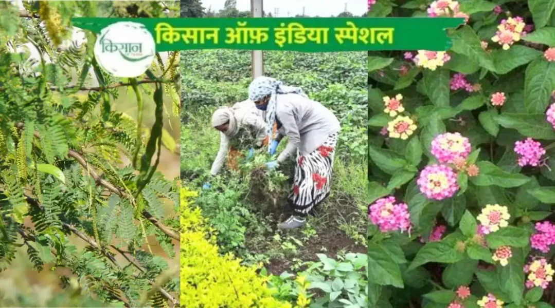 Dangerous plants बबूल, गाजरघास और पंचफूली