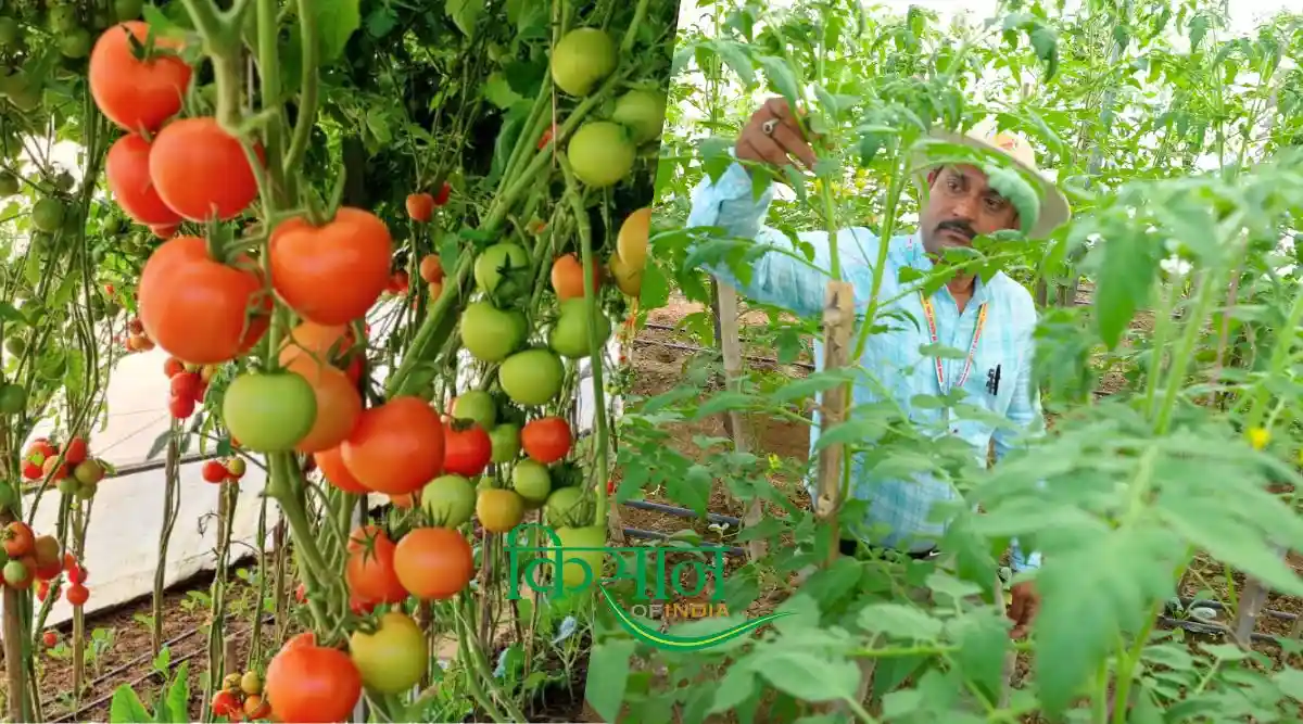 High Yield Tomato Varieties In India हाइब्रिड टमाटर
