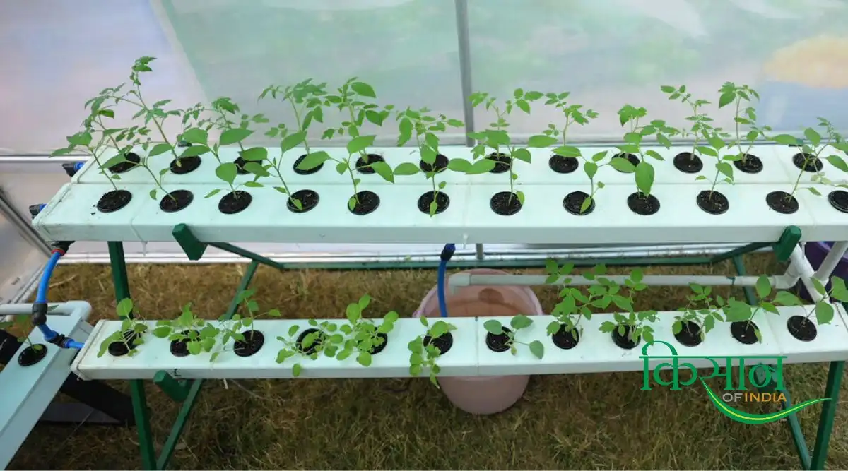 Hydroponic Farming At Home हाइड्रोपोनिक तकनीक से खेती 3