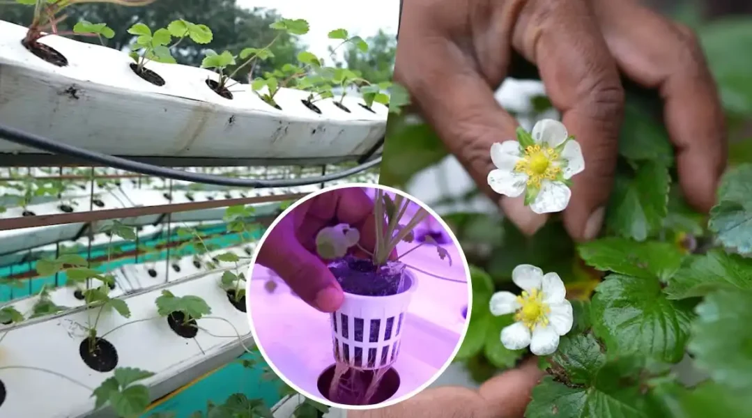 Hydroponic Farming At Home हाइड्रोपोनिक तकनीक से खेती 6