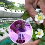 Hydroponic Farming At Home हाइड्रोपोनिक तकनीक से खेती 6