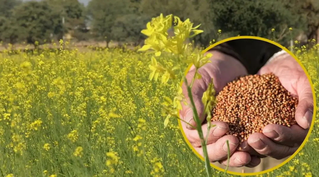 Varieties Of Mustard सरसों की उन्नत किस्म