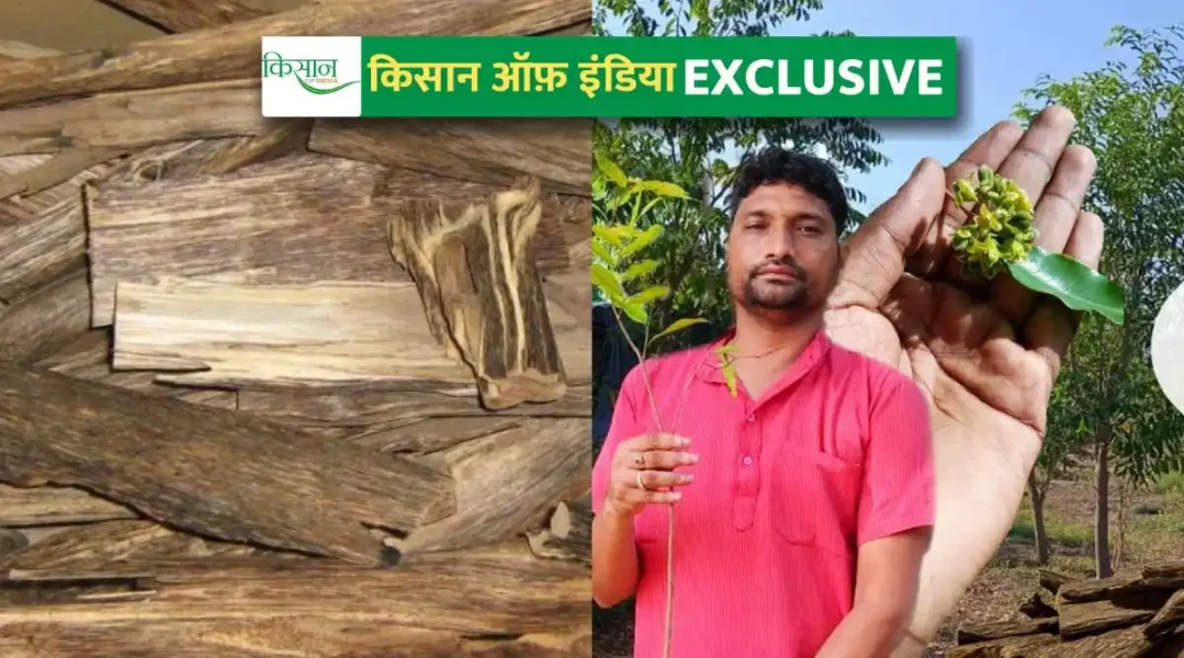 अगरवुड पेड़ की खेती (AgarWood Farming)