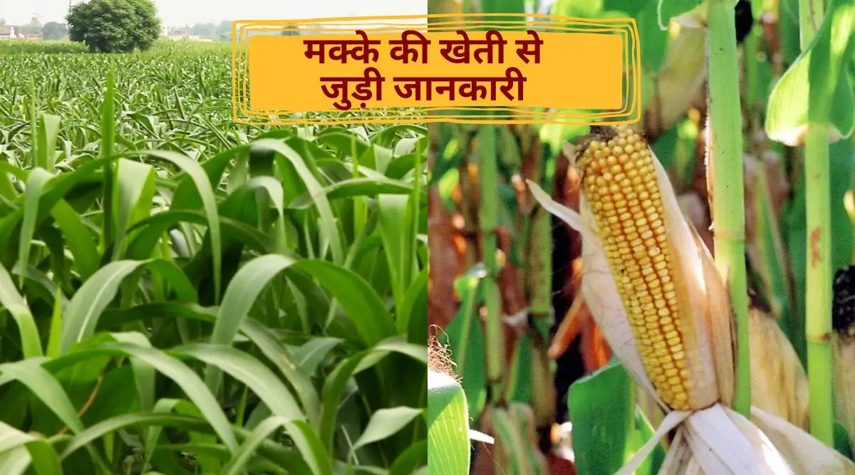 मक्के की फसल corn farming agriculture