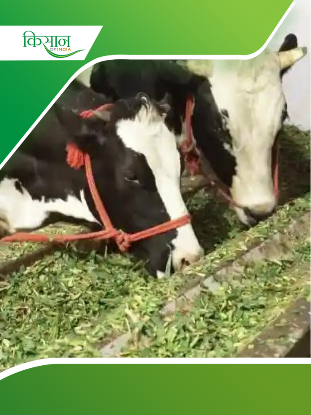 Dairy Farming Business में नेपियर घास की खेती कैसे फ़ायदेमंद?