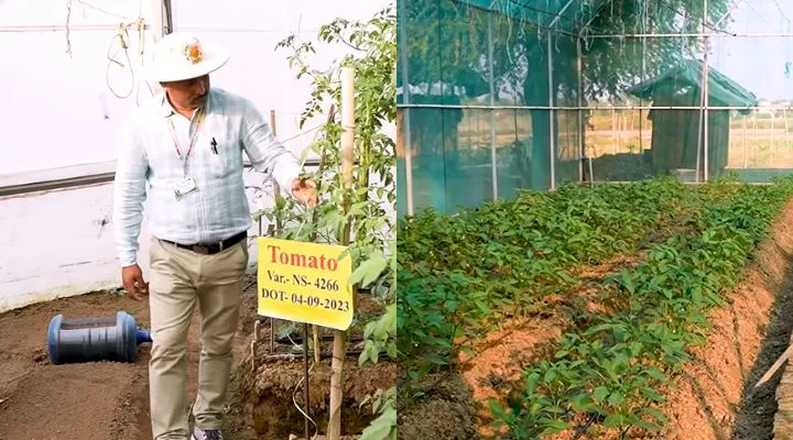 Greenhouse-Farming-Techniques-ग्रीनहाउस-खेती