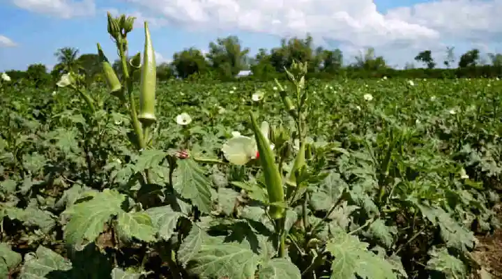 Lady Finger Variety