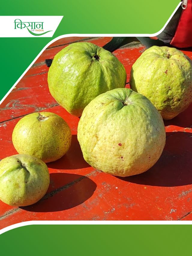Pink Guava Fruit: पिंक ताइवान अमरूद की खेती के टिप्स