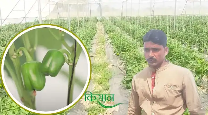 Polyhouse Farming पॉलीहाउस में शिमला मिर्च की खेती