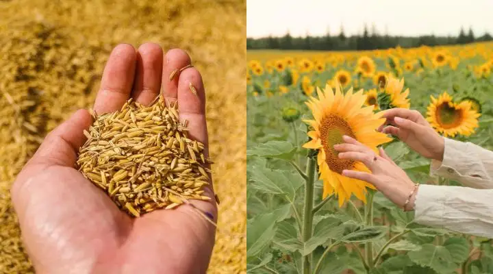 Rice Bran Oil vs Sunflower Oil