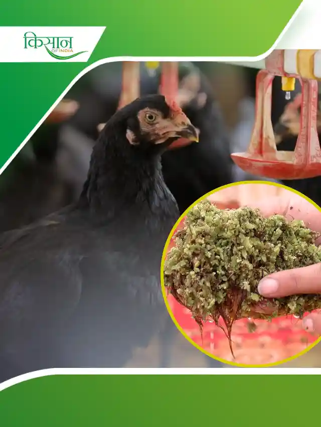 Kadaknath Poultry Farming Feed: कड़कनाथ मुर्गियों के लिए सस्ता और पौष्टिक भोजन है अजोला
