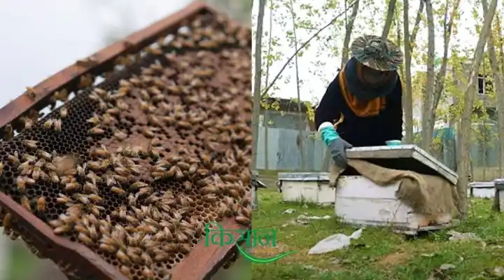 Apiculture मधुमक्खी पालन