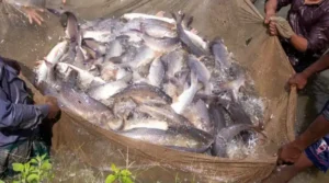 Best Practices For Rohu Fish Farming रोहू मछली पालन