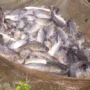Best Practices For Rohu Fish Farming रोहू मछली पालन