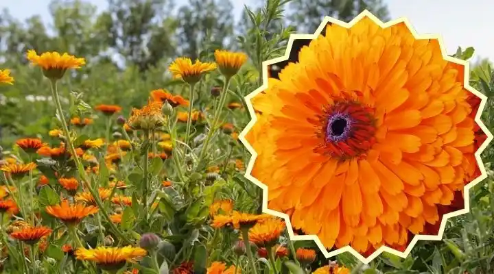 Calendula Flower season in india कैलेंडुला फूल