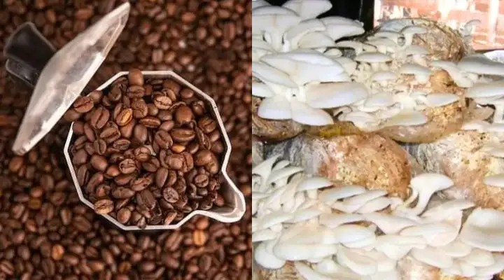 La Bae Mushroom coffee Powder