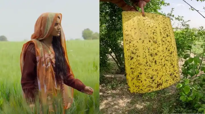 Laapataa Ladies की जया का Sticky Trap