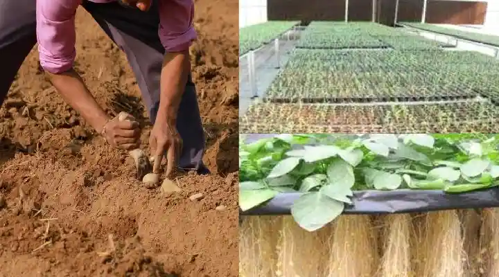 Potato Seed Production आलू बीज उत्पादन
