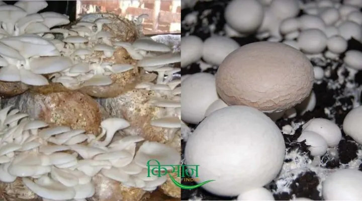 Mushroom Production मशरूम उत्पादन