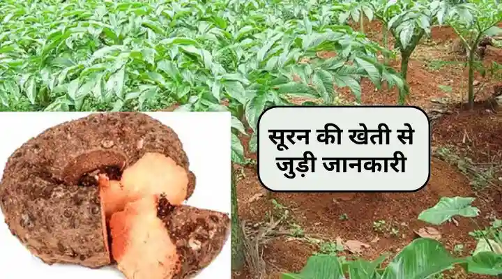 suran ki kheti सूरन की खेती