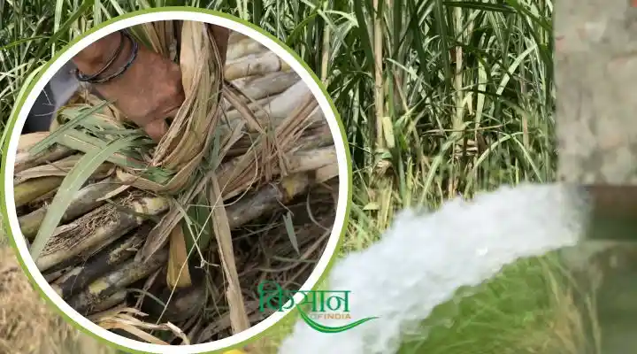 गर्मियों में गन्ने की खेती