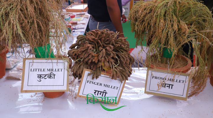 श्री अन्न की उन्नत किस्में shree anna millet varieties